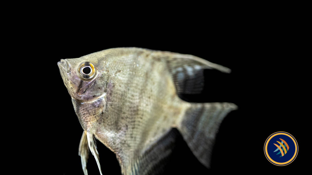 Blue Leopard Angelfish (Pterophyllum scalare) 6-7cm | Cichlids Badis & Gouramis | Largest Tropical Fish Selection at Your Local Fish Store