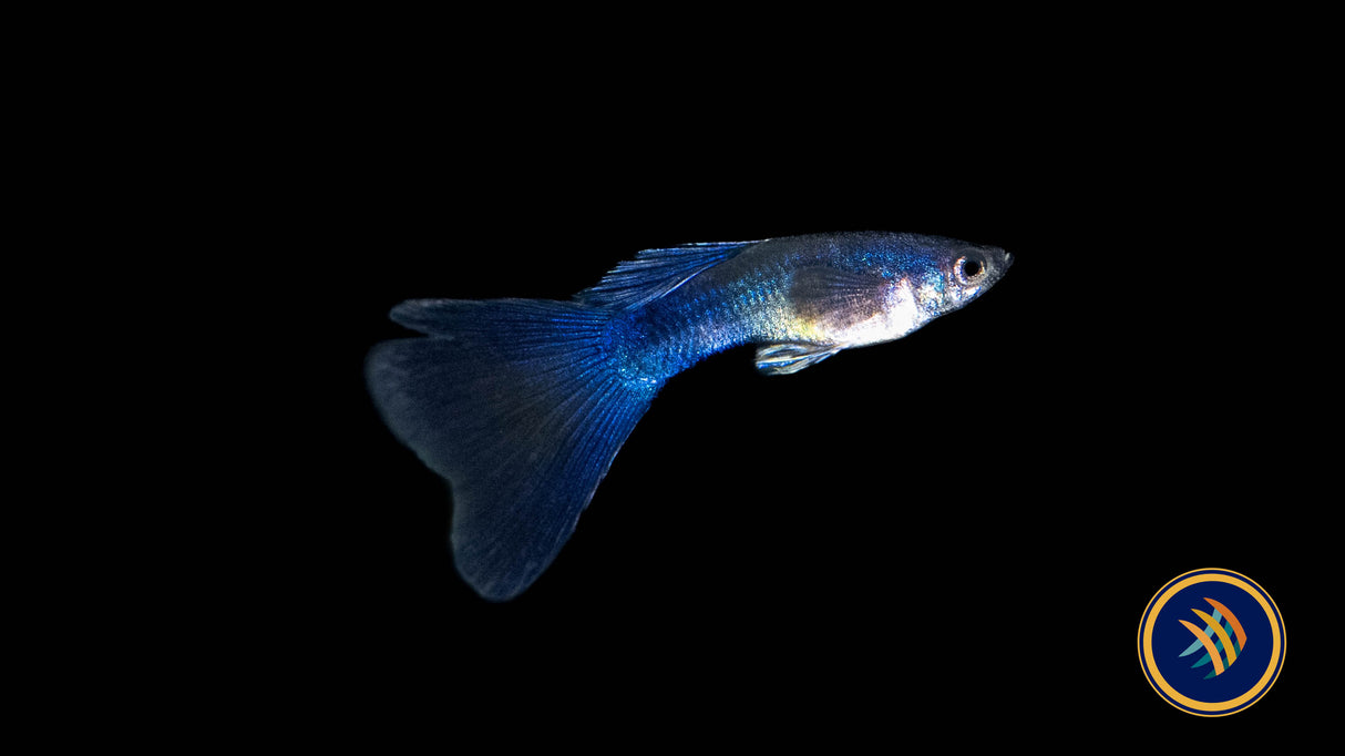 Fancy Guppy Pair Blue Moscow | Livebearers | Largest Tropical Fish Selection at Your Local Fish Store