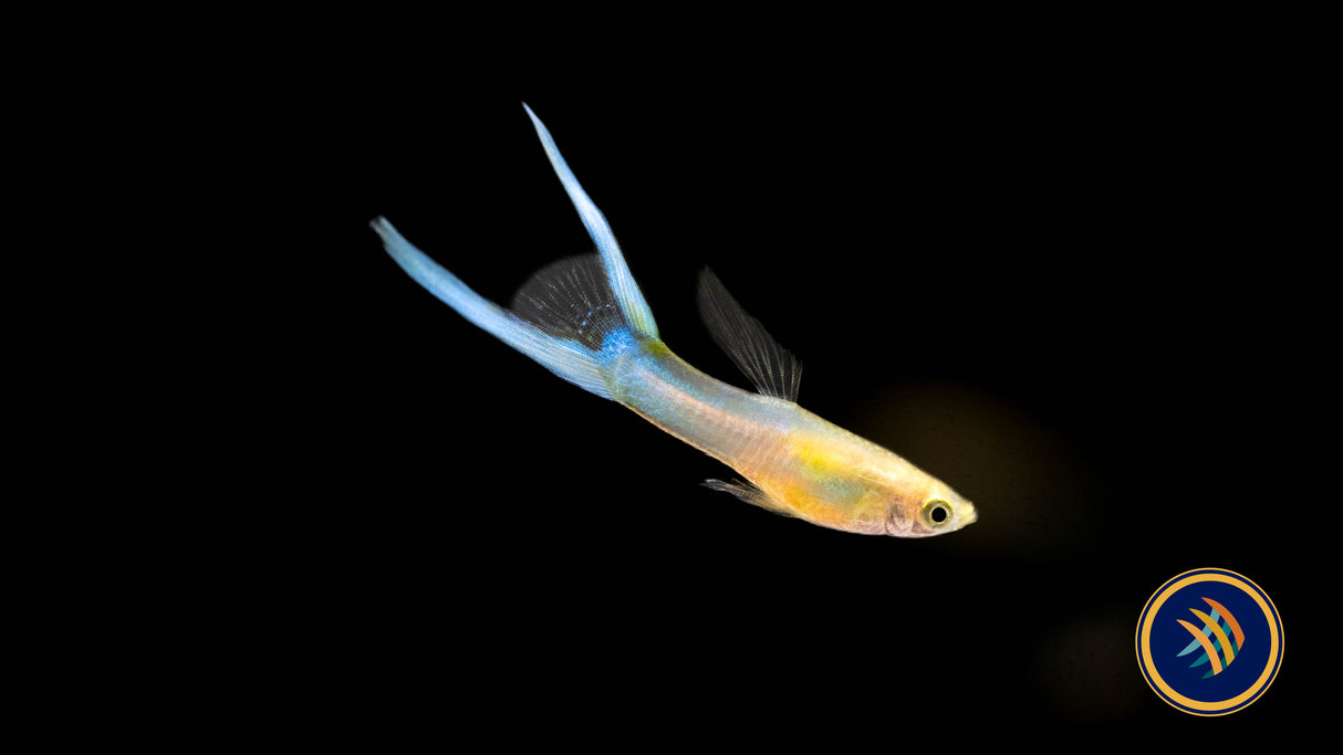 Blue Double Sword Guppy Pair (locally bred) | Livebearers | Largest Tropical Fish Selection at Your Local Fish Store