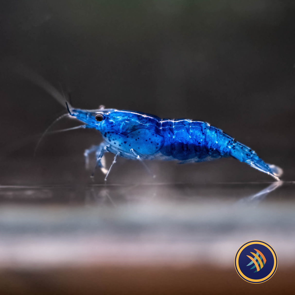 Blue Dream Shrimp (Neocaridina davidi) | Snails Shrimp Crayfish Crabs | Largest Tropical Fish Selection at Your Local Fish Store