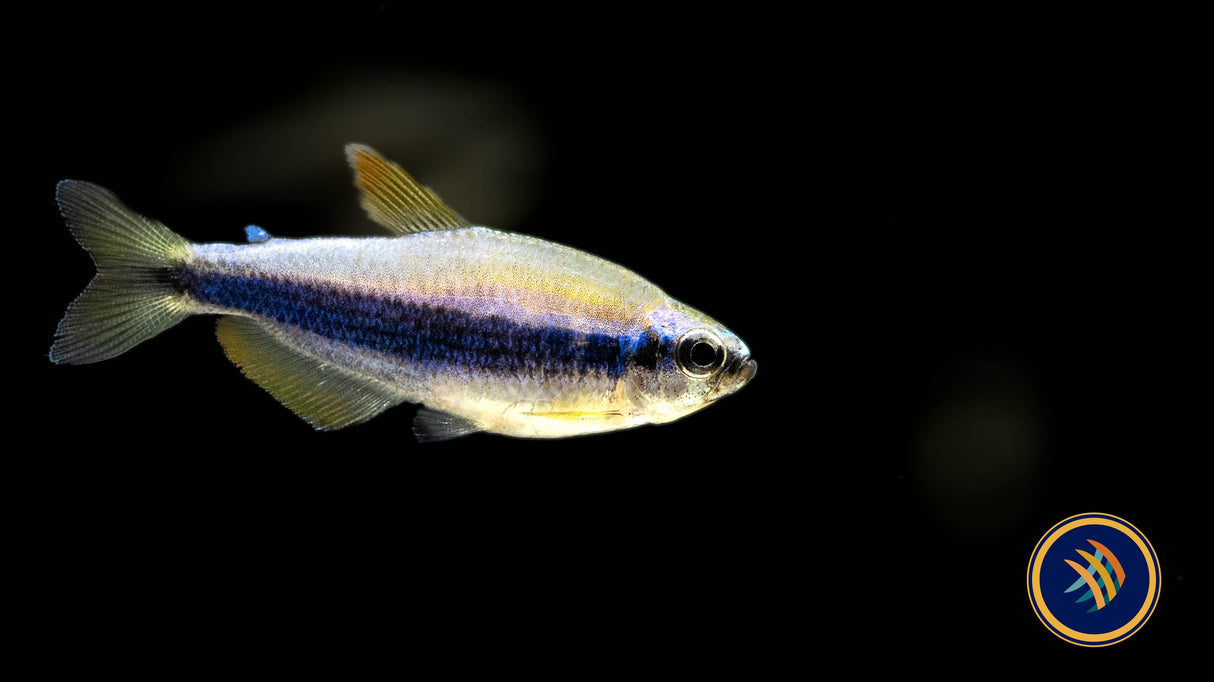 Blue Kerri Emperor Tetra 2.3-2.5cm | Tetras Rasboras & Pencilfish | Largest Tropical Fish Selection at Your Local Fish Store