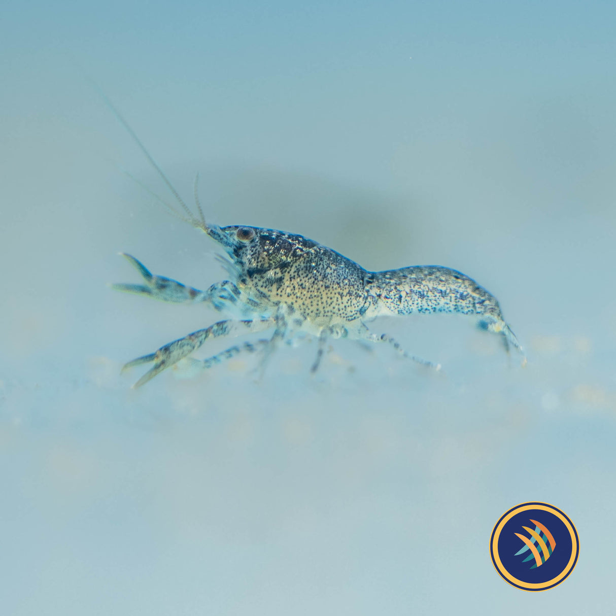 Blue Mexican Dwarf Crayfish | Snails Shrimp Crayfish Crabs | Largest Tropical Fish Selection at Your Local Fish Store