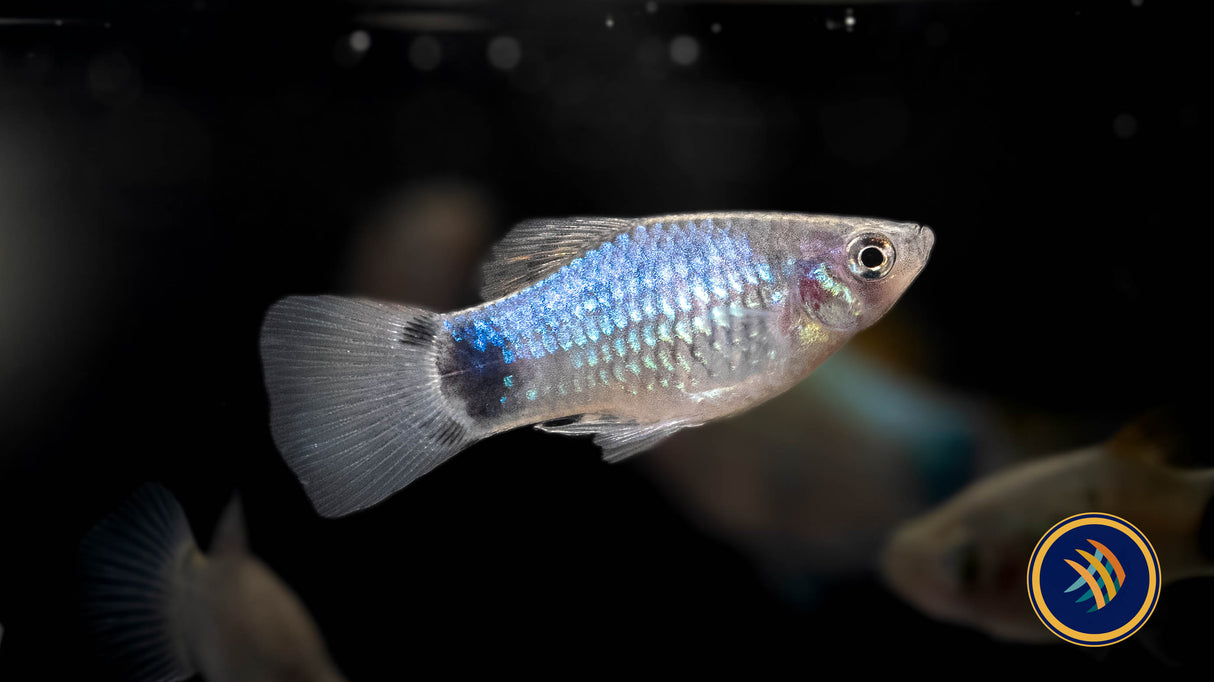 Blue Mickey Mouse Platy 4cm | Livebearers | Largest Tropical Fish Selection at Your Local Fish Store