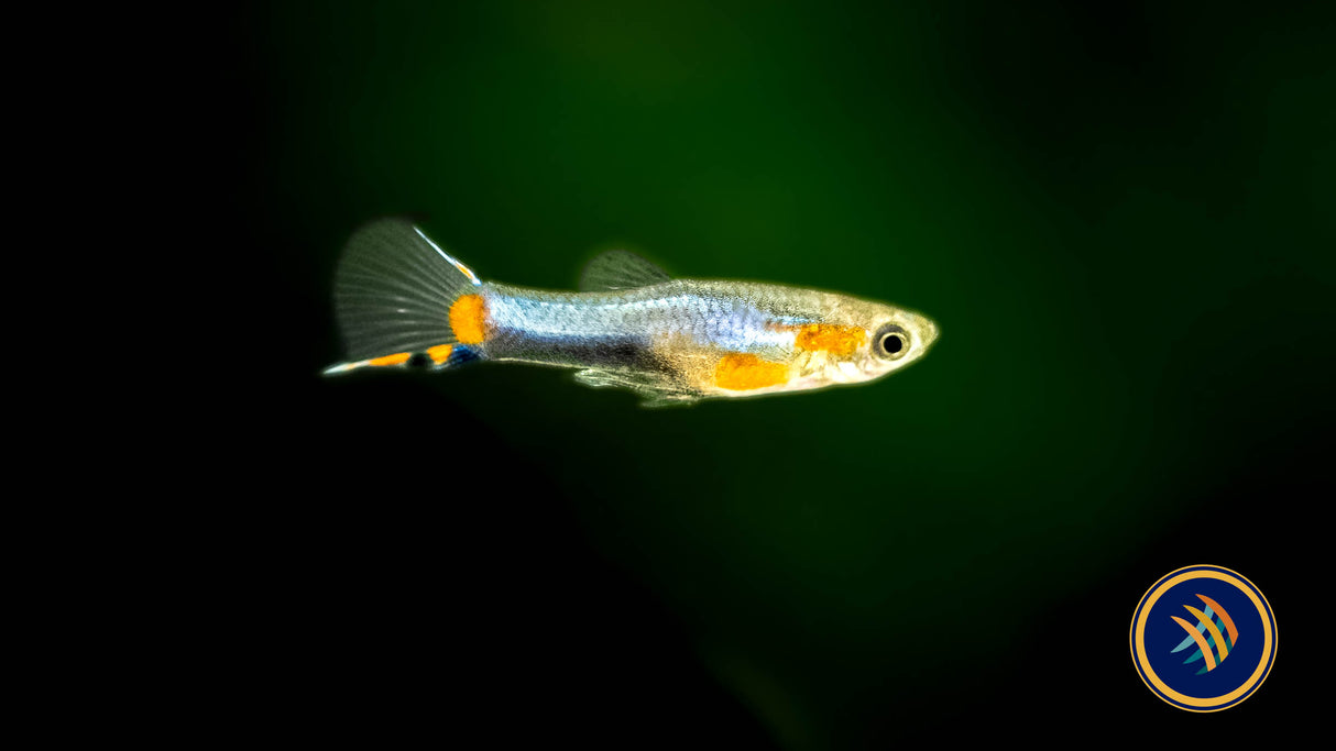 Blue Star Endler Pair (locally bred) | Livebearers | Largest Tropical Fish Selection at Your Local Fish Store