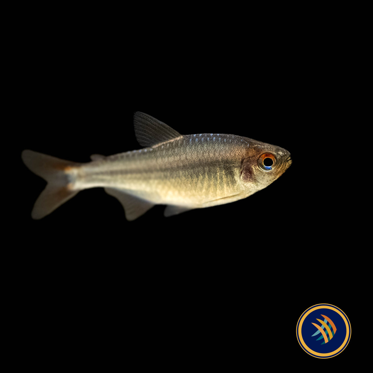 Blueberry Tetra (Hyphessobrycon Wadai) 2.5cm | Tetras Rasboras & Pencilfish | Largest Tropical Fish Selection at Your Local Fish Store