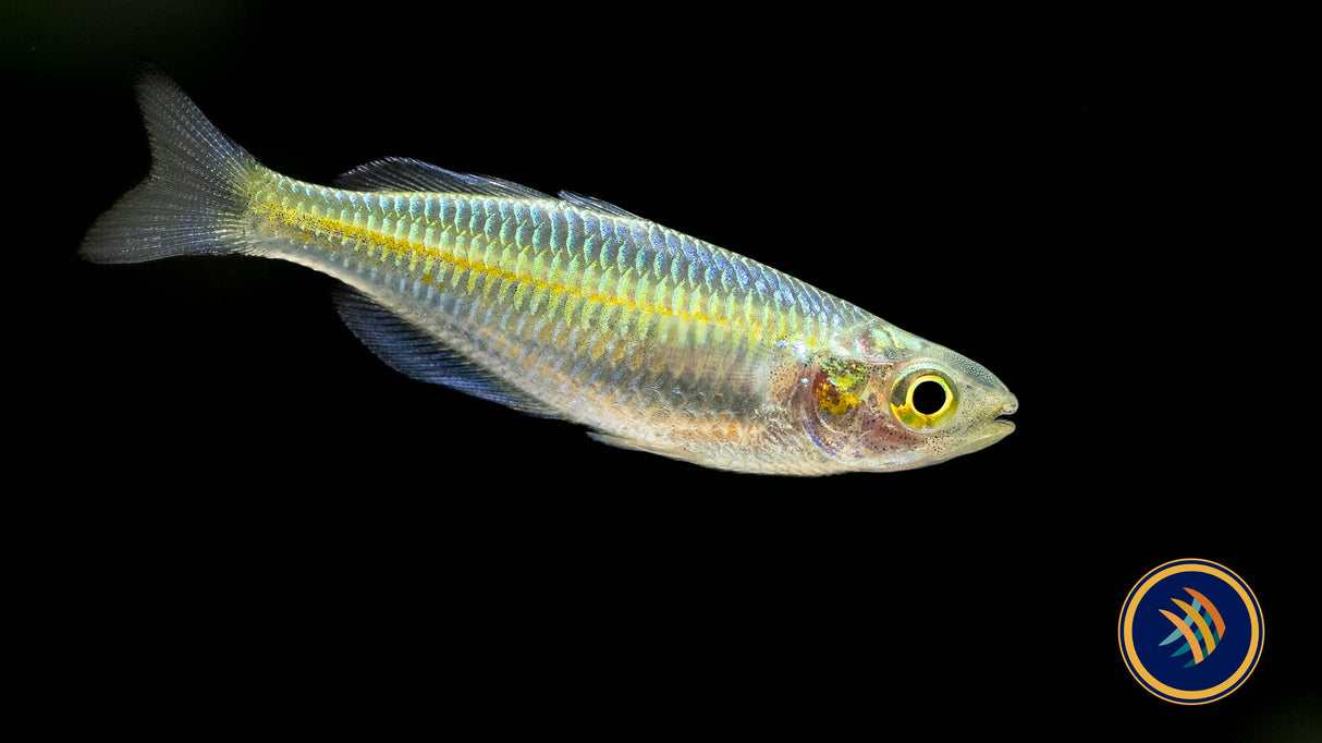Boesemani Rainbow (Melanotaenia boesemani) | Rainbowfish Killifish & Danios | Largest Tropical Fish Selection at Your Local Fish Store