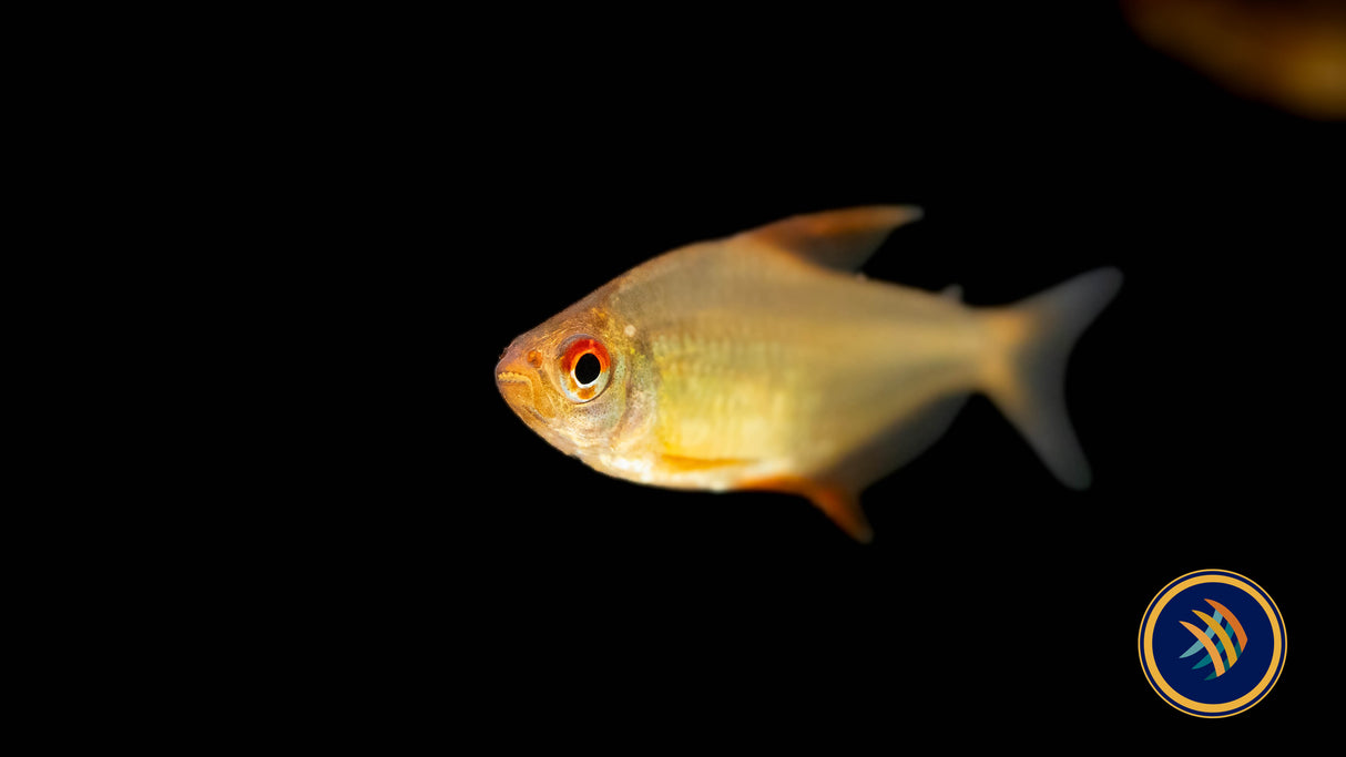 Bolivian Orange Lemon Tetra (Hyphessobrycon cf. pulchripinnis "Orange") Large Aquarium Glaser | Tetras Rasboras & Pencilfish | Largest Tropical Fish Selection at Your Local Fish Store