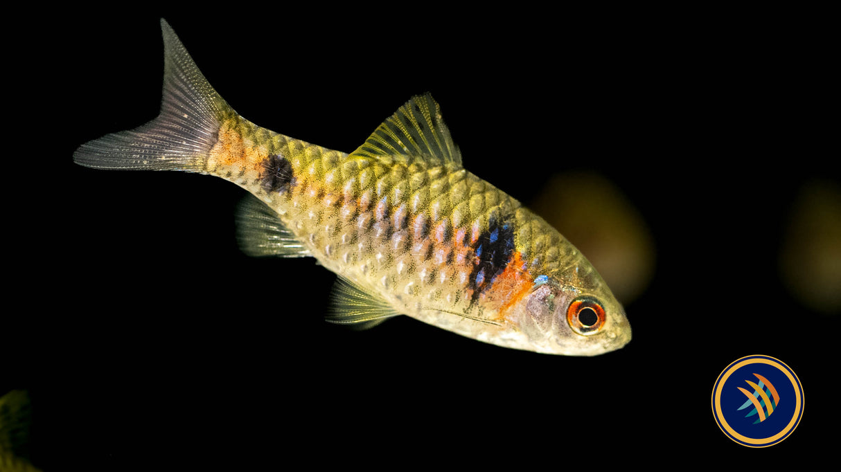 Burmese Odessa Barb (Pethia padamya) 3cm | Goldfish Barbs & Minnows | Largest Tropical Fish Selection at Your Local Fish Store