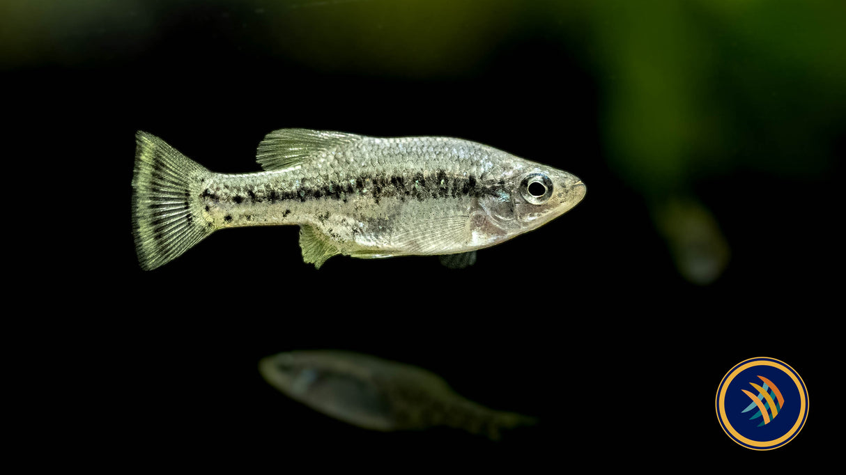 Butterfly Splitfin Goodied (Ameca splendens) | Livebearers | Largest Tropical Fish Selection at Your Local Fish Store