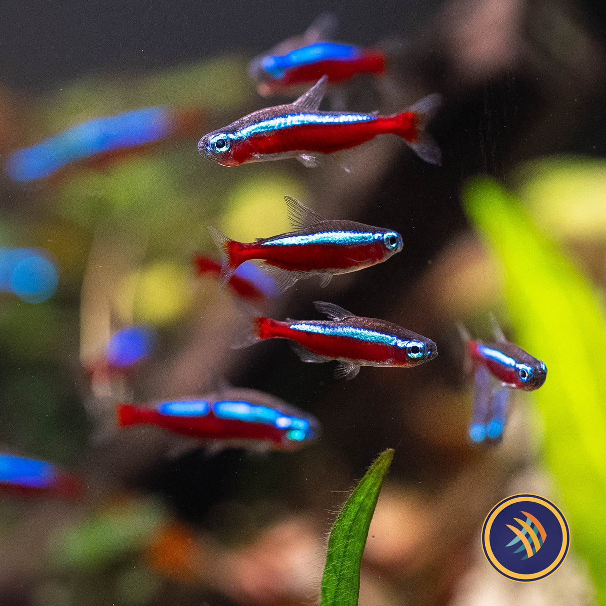 Cardinal Tetra (Paracheirodon axelrodi) | Tetras Rasboras & Pencilfish | Largest Tropical Fish Selection at Your Local Fish Store