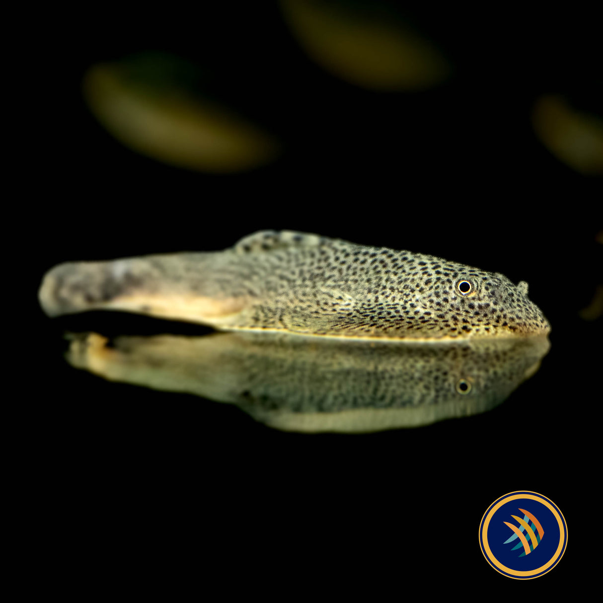 Chinese Hillstream Loach / Butterfly Loach,(Beaufortia kweichowensis) Aquarium Glaser Large /XL | Other Livestock | Largest Tropical Fish Selection at Your Local Fish Store