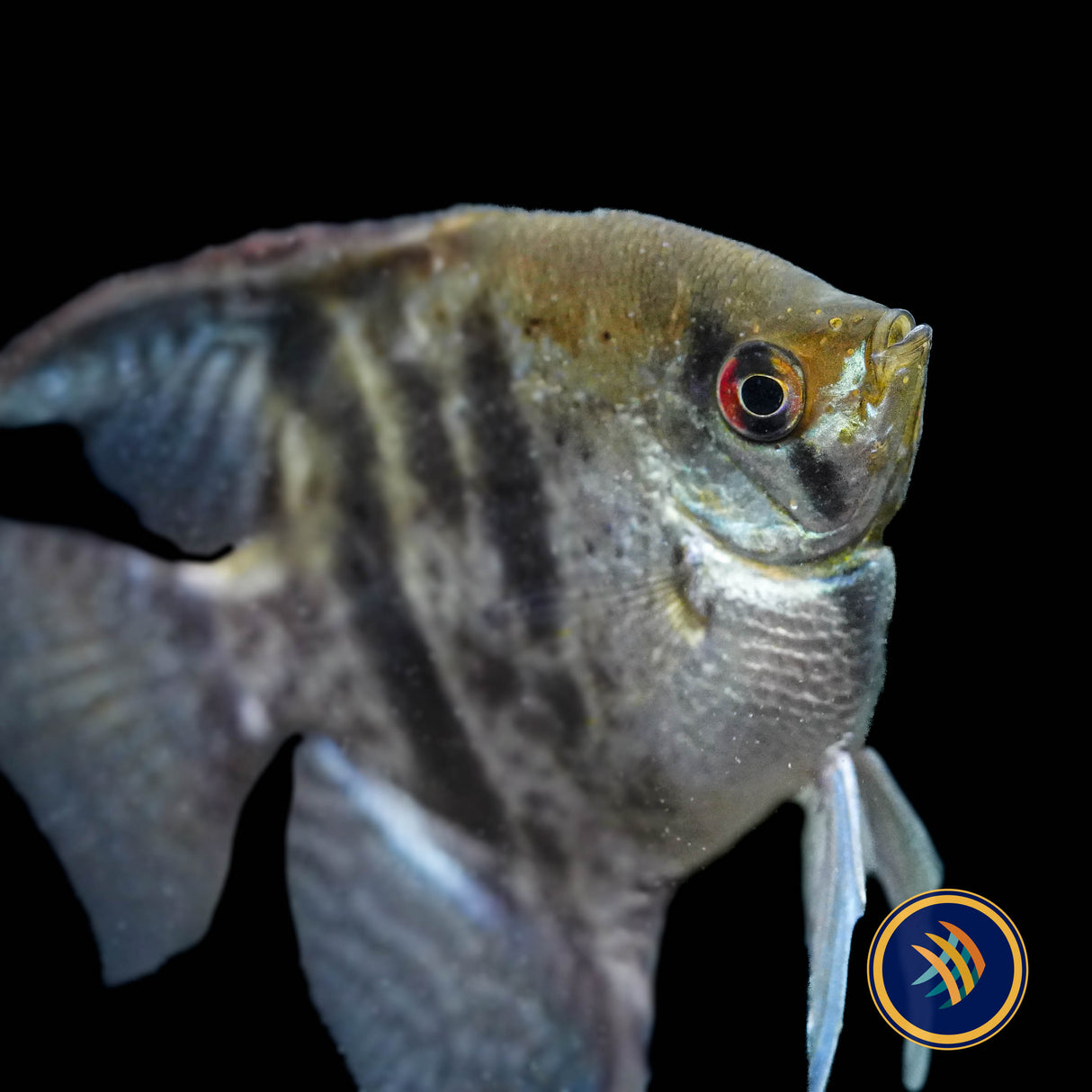 Clown Angelfish (Pterophyllum scalare “Clown”) 4cm body