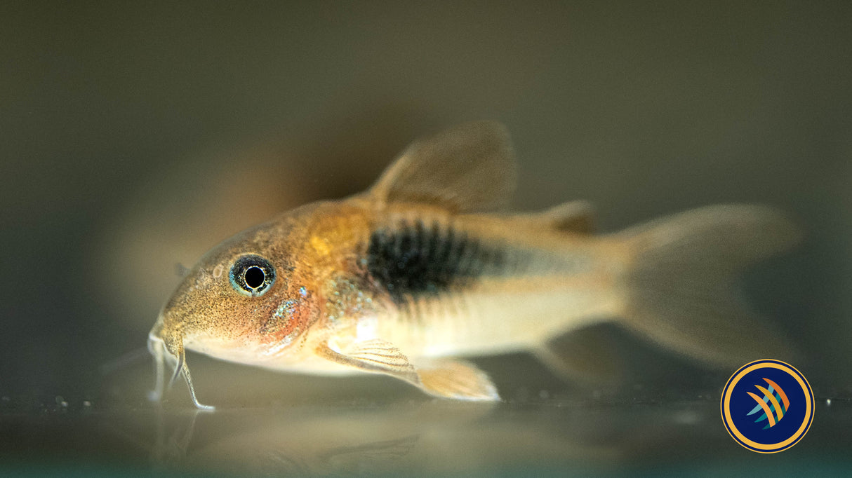 Bronze Corydoras (Corydoras aeneus) 4cm | Catfish Loaches & Plecos | Largest Tropical Fish Selection at Your Local Fish Store