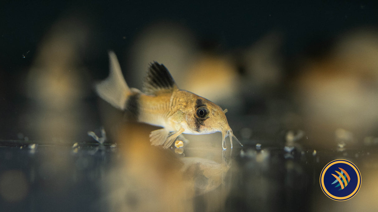 Corydoras Panda (Corydoras panda) | Catfish Loaches & Plecos | Largest Tropical Fish Selection at Your Local Fish Store