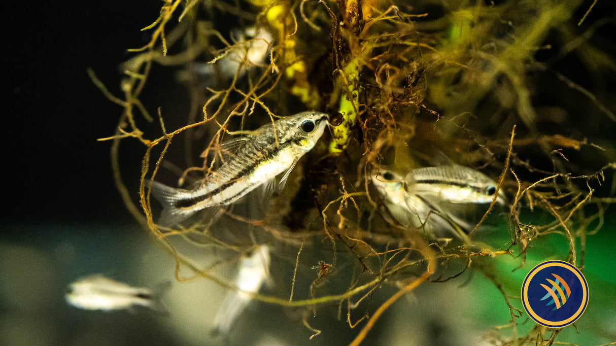 Pygmy Corydoras (Corydoras pygmaeus) | Catfish Loaches & Plecos | Largest Tropical Fish Selection at Your Local Fish Store