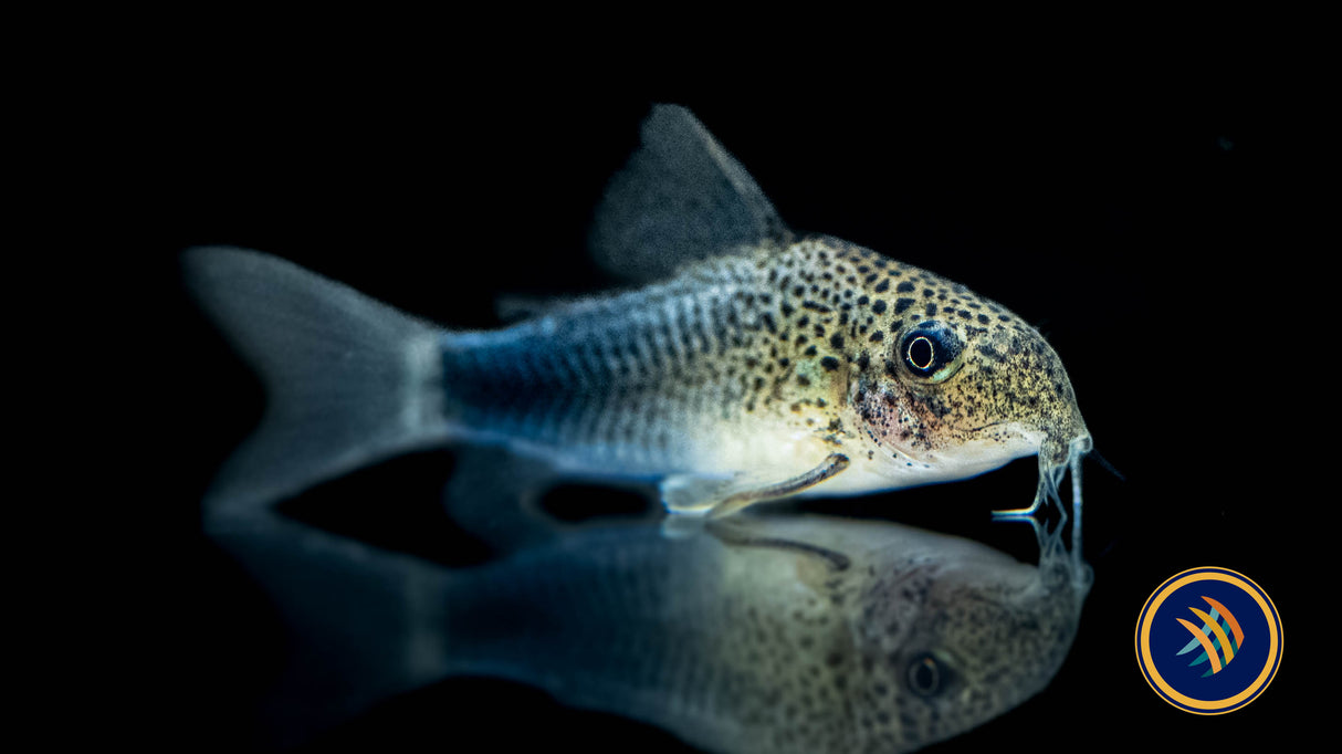 Corydoras Similis (Smudge Spot/Violet) 2.5cm | Catfish Loaches & Plecos | Largest Tropical Fish Selection at Your Local Fish Store