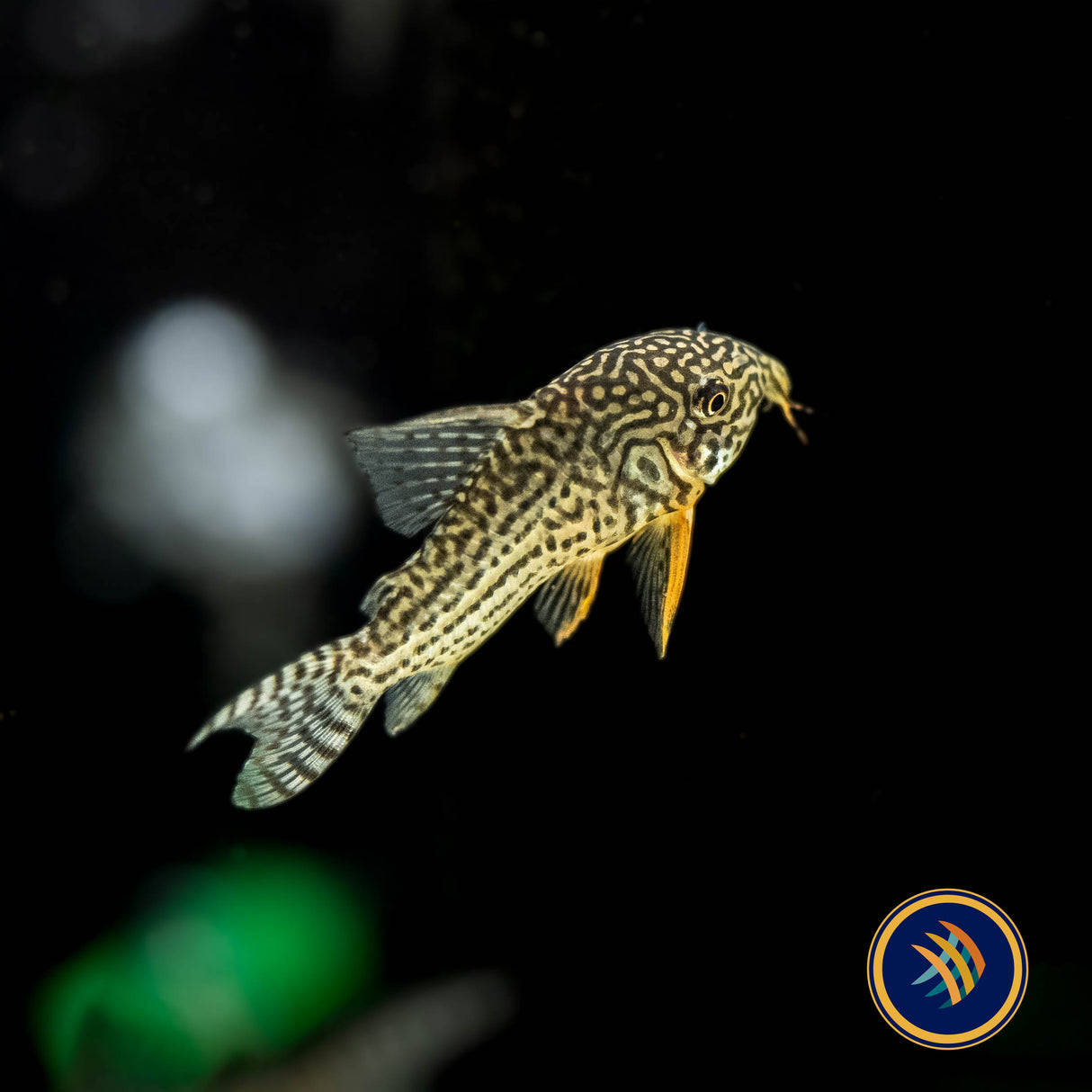 Corydoras Sterbai | Catfish Loaches & Plecos | Largest Tropical Fish Selection at Your Local Fish Store