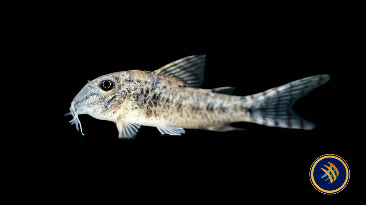 Ellisae Corydora Cat (Corydoras ellisae) 4cm | Catfish Loaches & Plecos | Largest Tropical Fish Selection at Your Local Fish Store