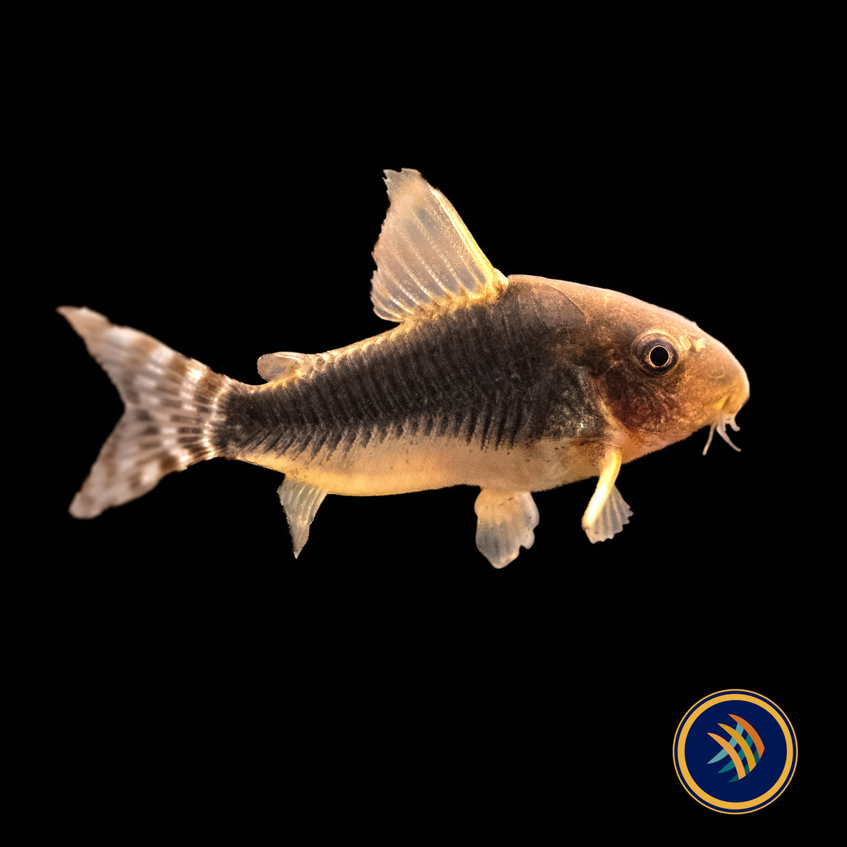 Corydoras Gossei 3+cm | Catfish Loaches & Plecos | Largest Tropical Fish Selection at Your Local Fish Store