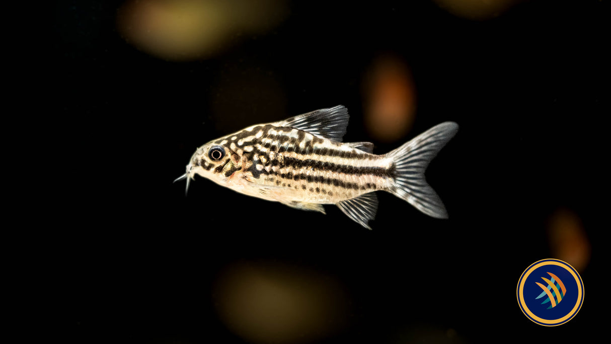 Corydoras sp. San Juan Large / XL | Catfish Loaches & Plecos | Largest Tropical Fish Selection at Your Local Fish Store