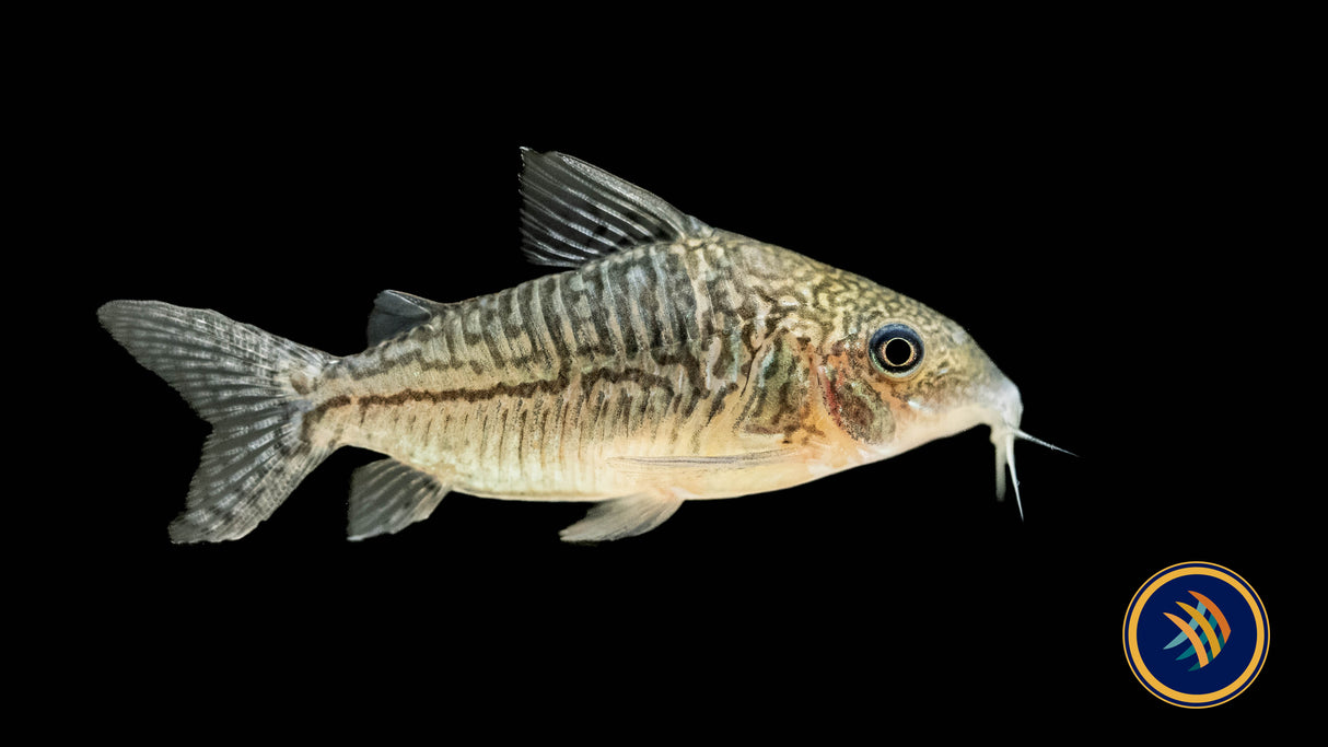 Corydoras Sodalis | Catfish Loaches & Plecos | Largest Tropical Fish Selection at Your Local Fish Store