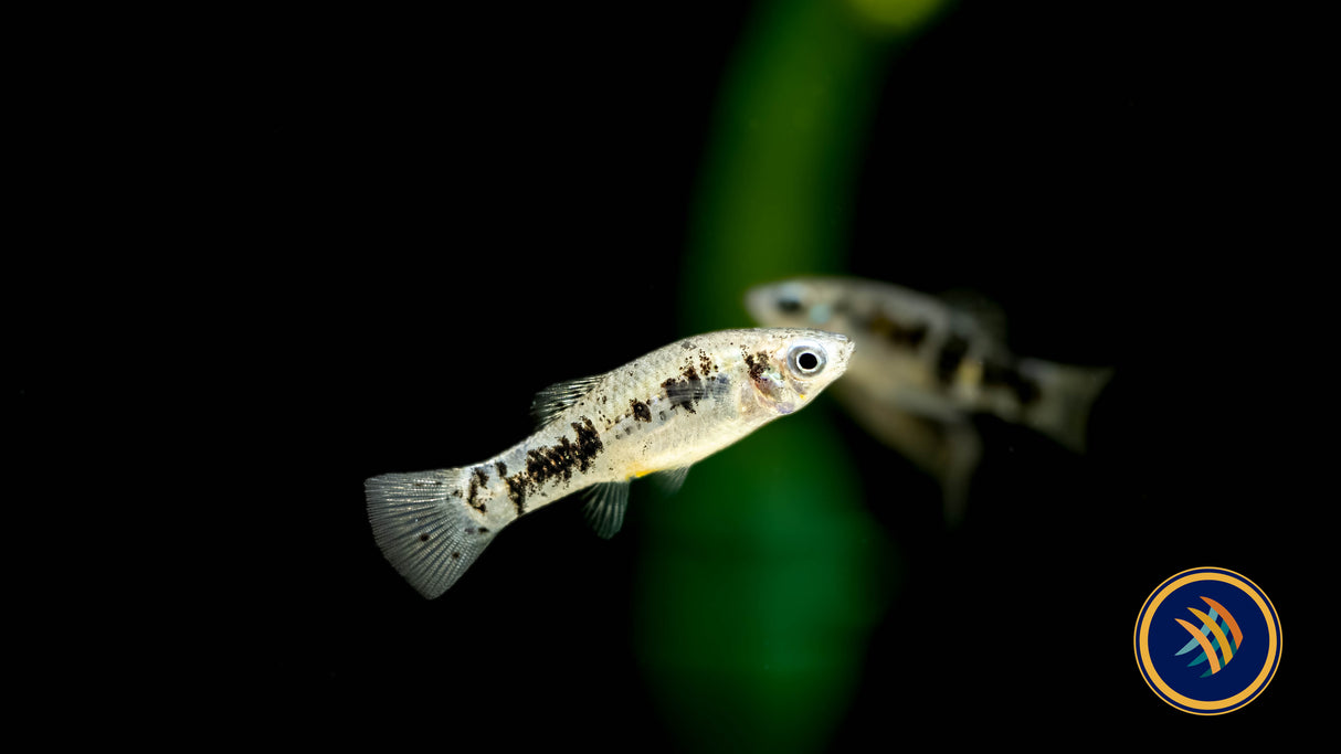 Cuban Limia (Limia vittata) Medium Aquarium Glaser | Livebearers | Largest Tropical Fish Selection at Your Local Fish Store
