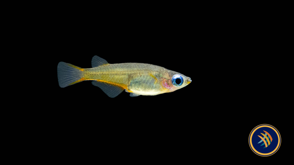 Daisy's Blue Ricefish (Oryzias woworae) | Other Livestock | Largest Tropical Fish Selection at Your Local Fish Store