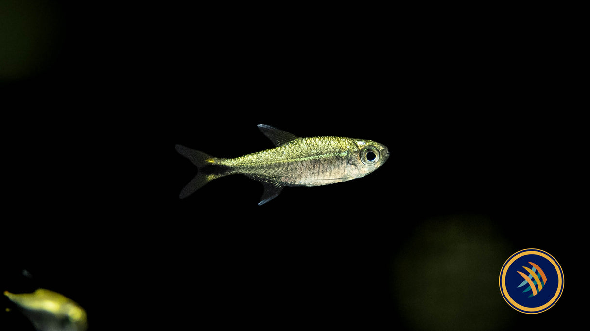 Dawn Tetra (Hyphessobrycon eos) Med - Aquarium Glaser | Tetras Rasboras & Pencilfish | Largest Tropical Fish Selection at Your Local Fish Store