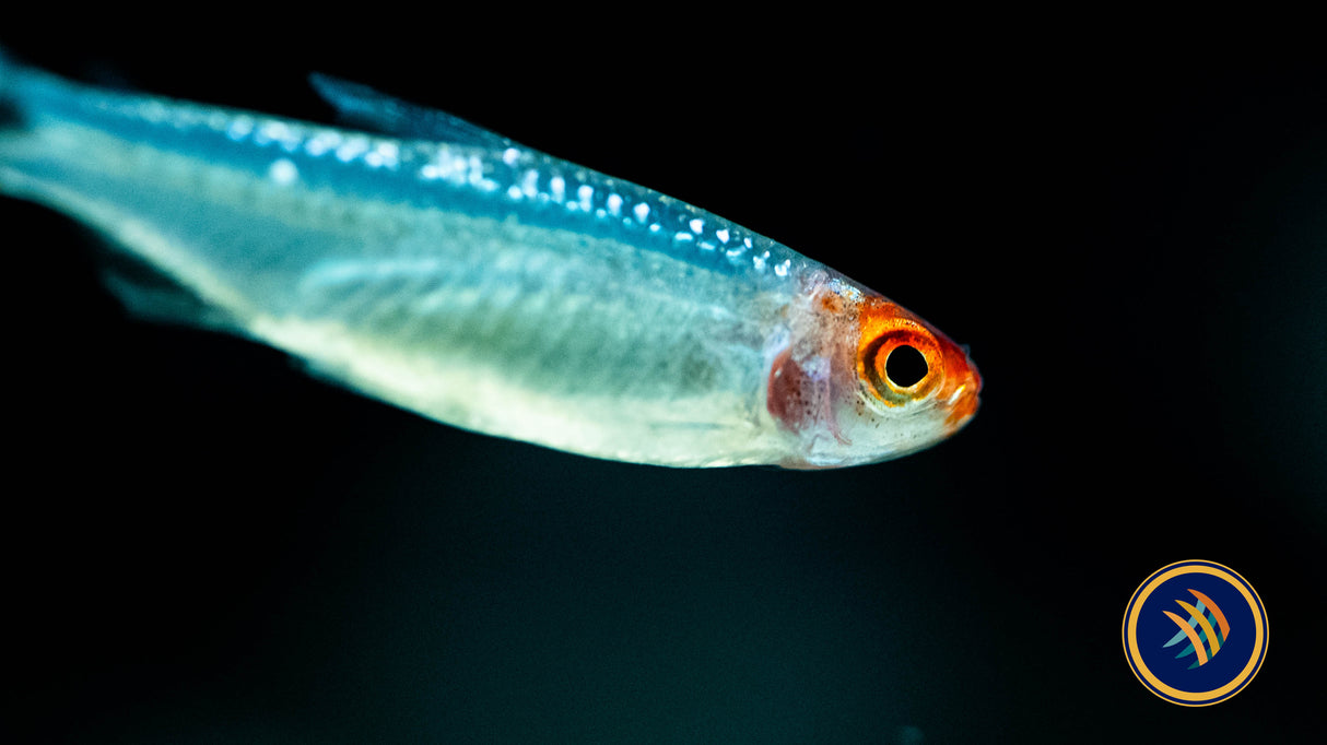 Diamond (Brilliant) Rummy Nose Tetra (Hemigrammus bleheri) | Tetras Rasboras & Pencilfish | Largest Tropical Fish Selection at Your Local Fish Store