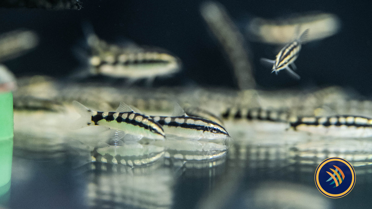 Dwarf Chain Loach (Ambastaie Sidthimunki) | Catfish Loaches & Plecos | Largest Tropical Fish Selection at Your Local Fish Store
