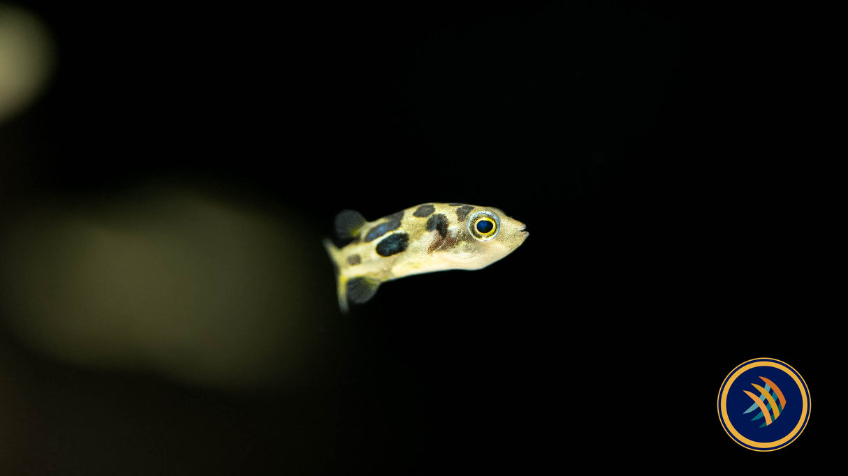 Dwarf Pea Pufferfish (Carinotetraodon travancoricus) | Other Livestock | Largest Tropical Fish Selection at Your Local Fish Store