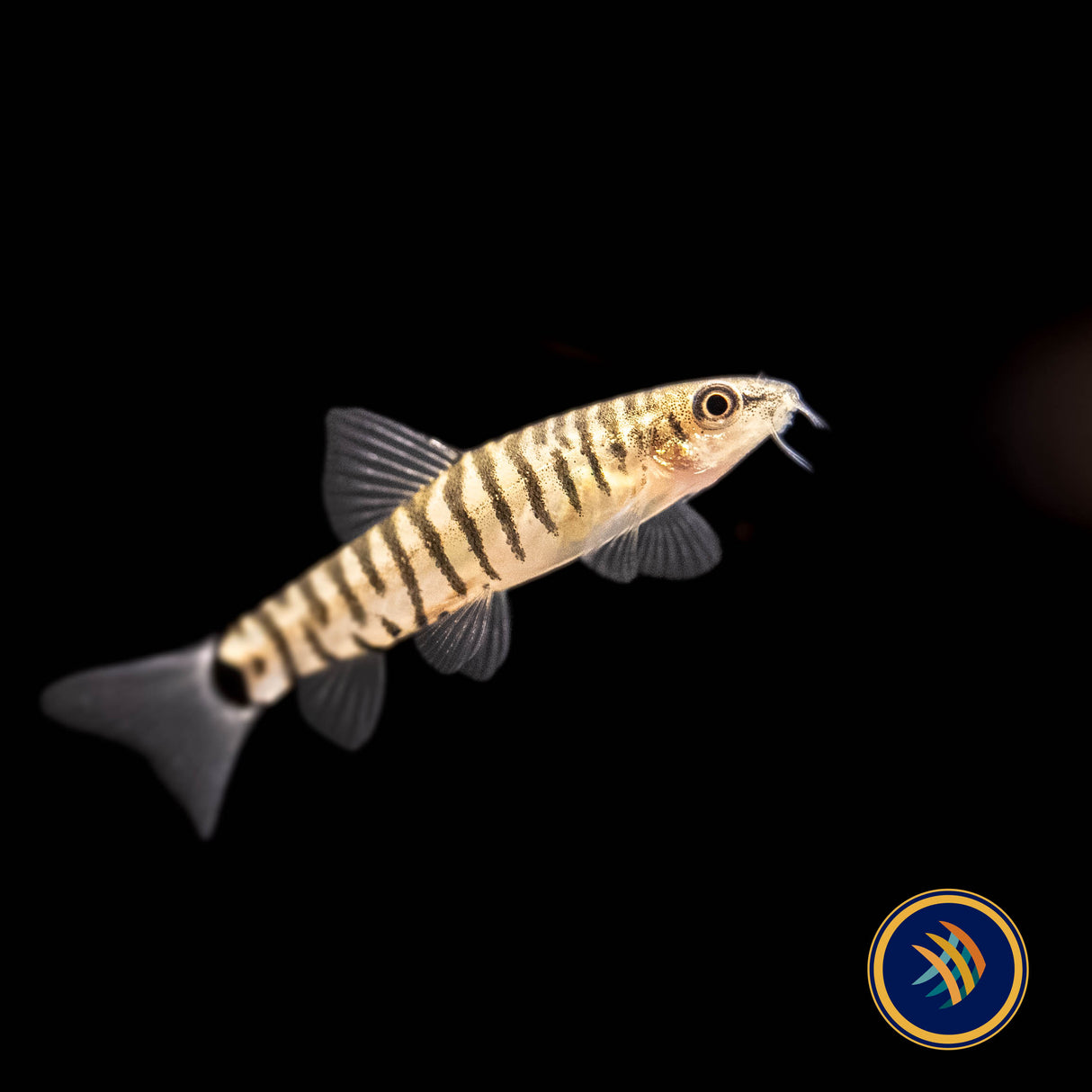 Dwarf Banded Vietnamese Loach (Yunnanilus cruciatus) | Catfish Loaches & Plecos | Largest Tropical Fish Selection at Your Local Fish Store