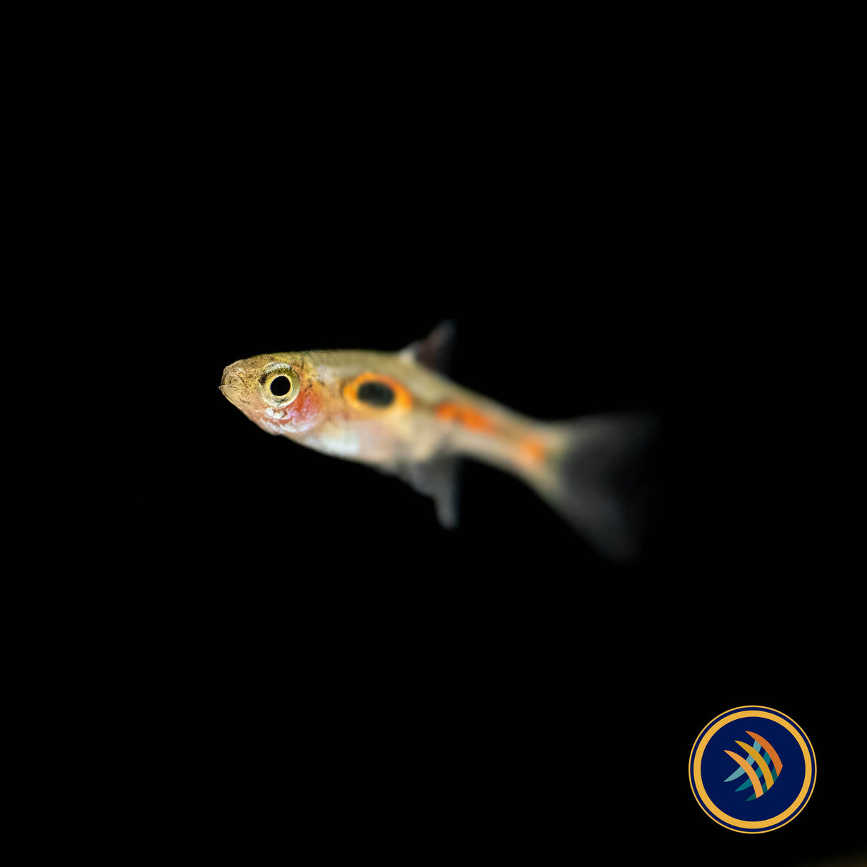 Spotted Dwarf Rasbora (Boraras maculatus) | Tetras Rasboras & Pencilfish | Largest Tropical Fish Selection at Your Local Fish Store