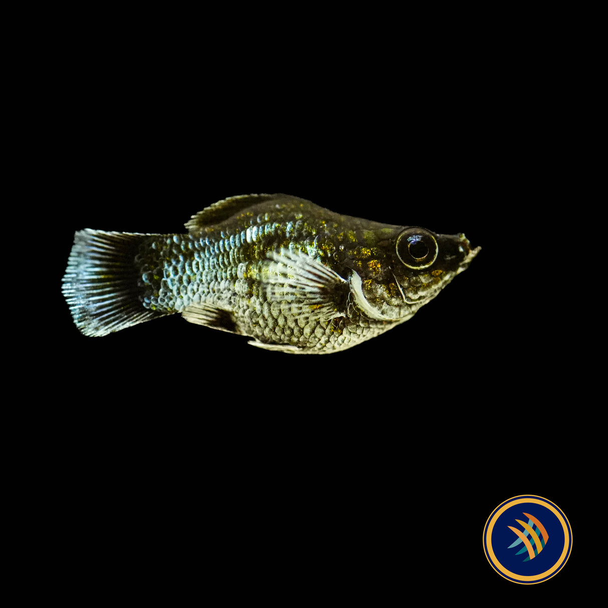 Electric Blue Balloon Sailfin Molly 2-2.3cm | Livebearers | Largest Tropical Fish Selection at Your Local Fish Store