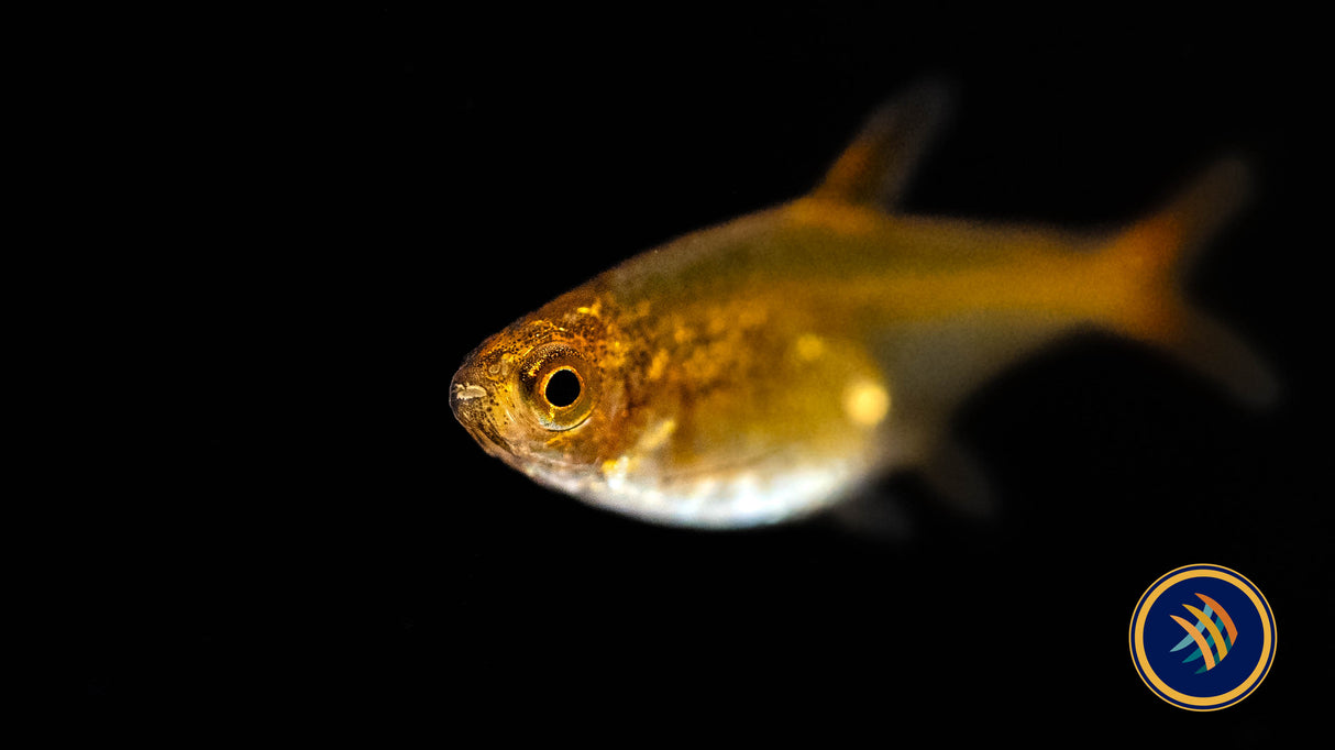Ember Tetra (Hyphessobrycon amandae) 2.5cm | Tetras Rasboras & Pencilfish | Largest Tropical Fish Selection at Your Local Fish Store