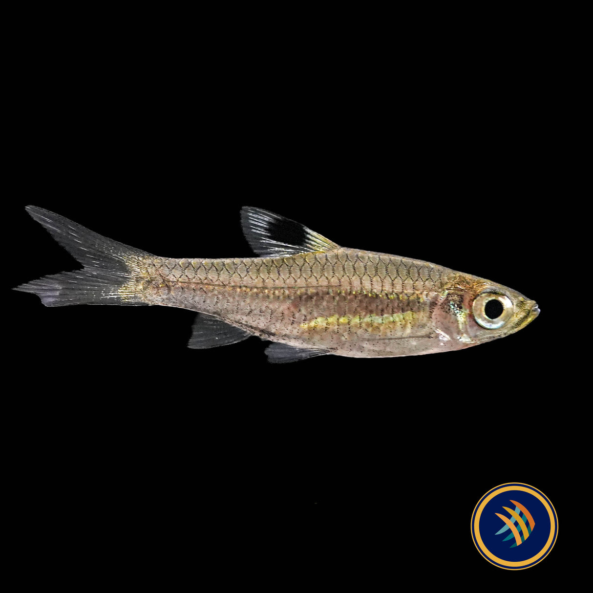 Emerald Eye Rasbora (Brevibora dorsiocellata) 2-3CM