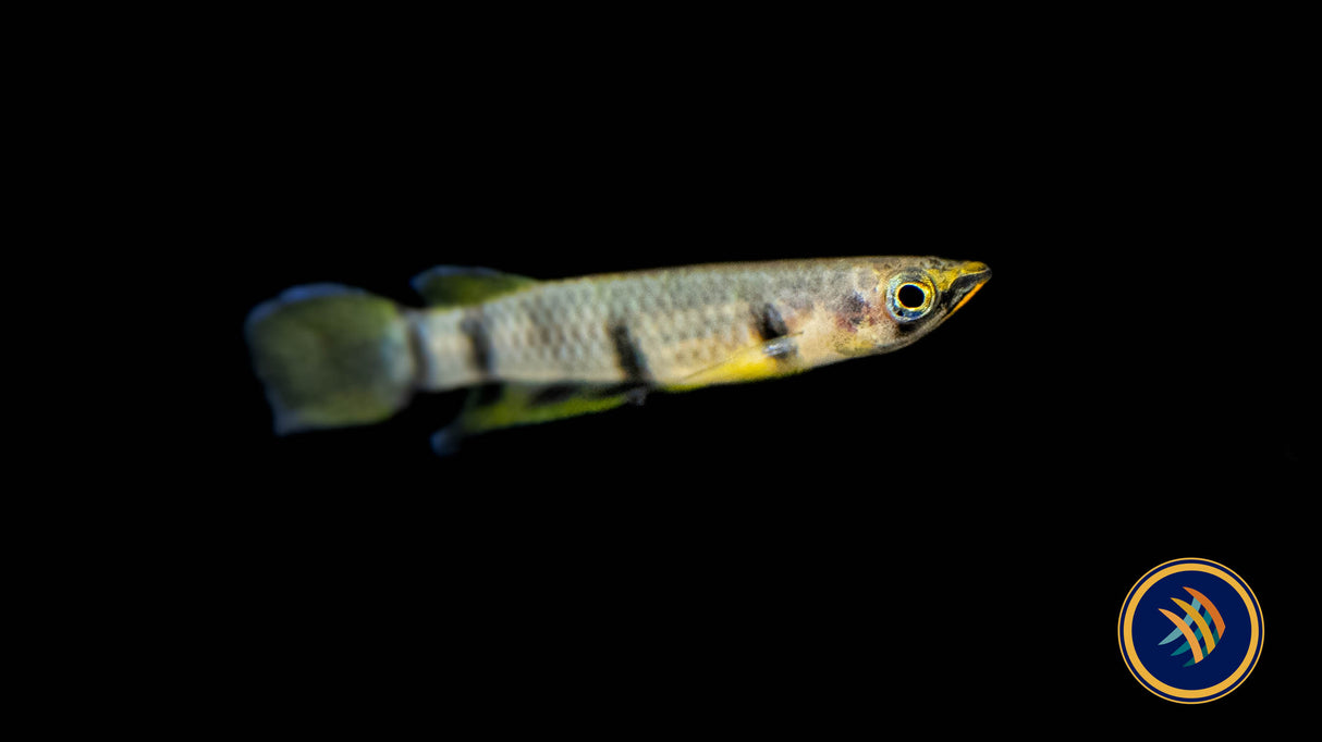 Epiplatys Dageti 'Monroviae' (Aquarium Glaser) | Rainbowfish Killifish & Danios | Largest Tropical Fish Selection at Your Local Fish Store