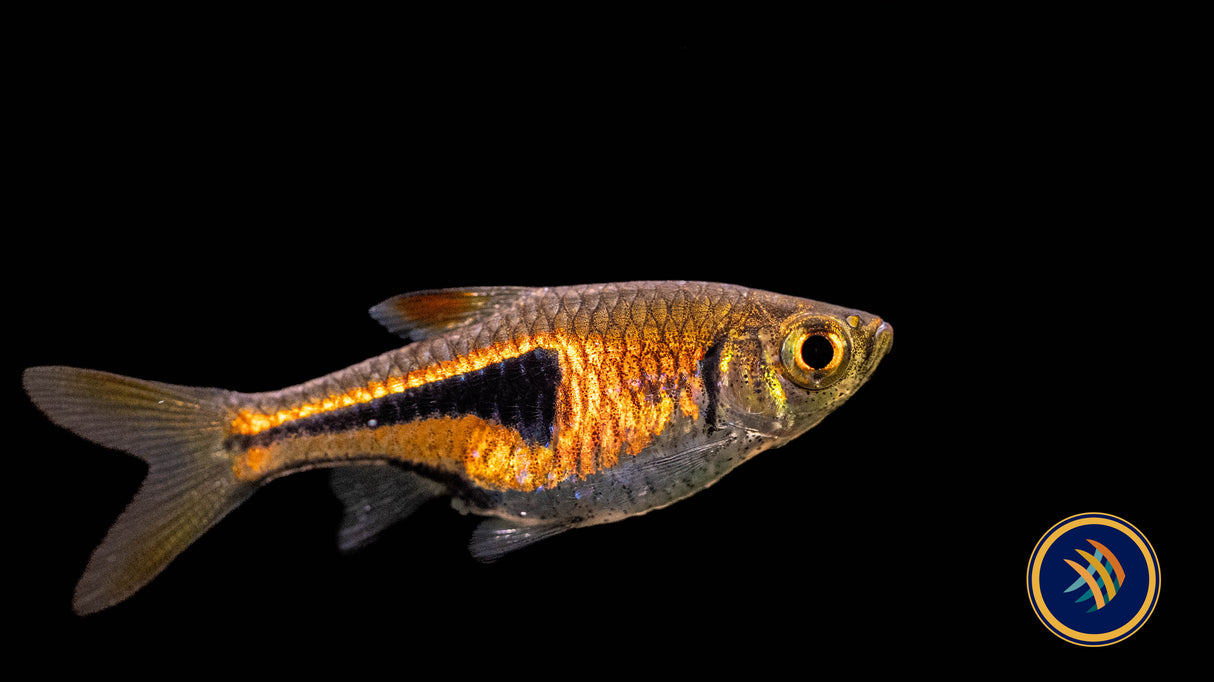 Espei Rasbora (Trigonostigma espei) 1-1.5cm | Tetras Rasboras & Pencilfish | Largest Tropical Fish Selection at Your Local Fish Store