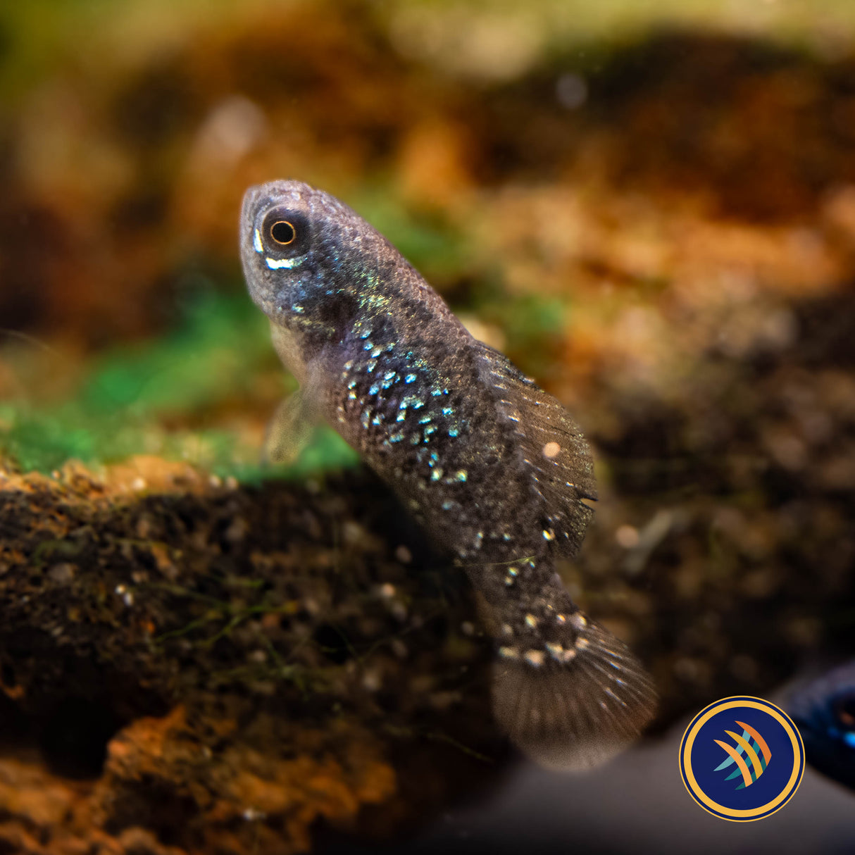 Everglades Pygmy Sunfish (Elassoma evergladei) Aquarium Glaser X-Large | Rainbowfish Killifish & Danios | Largest Tropical Fish Selection at Your Local Fish Store