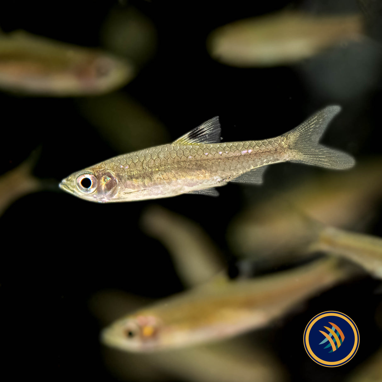 Eyespot Rasbora (Brevibora cheeya) 4-5cm | Tetras Rasboras & Pencilfish | Largest Tropical Fish Selection at Your Local Fish Store