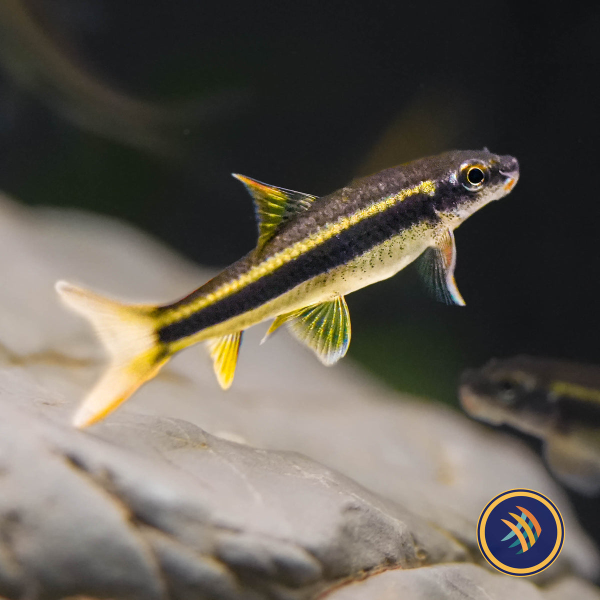 False Siamese Algae Eater "Garra cambodgiensis"