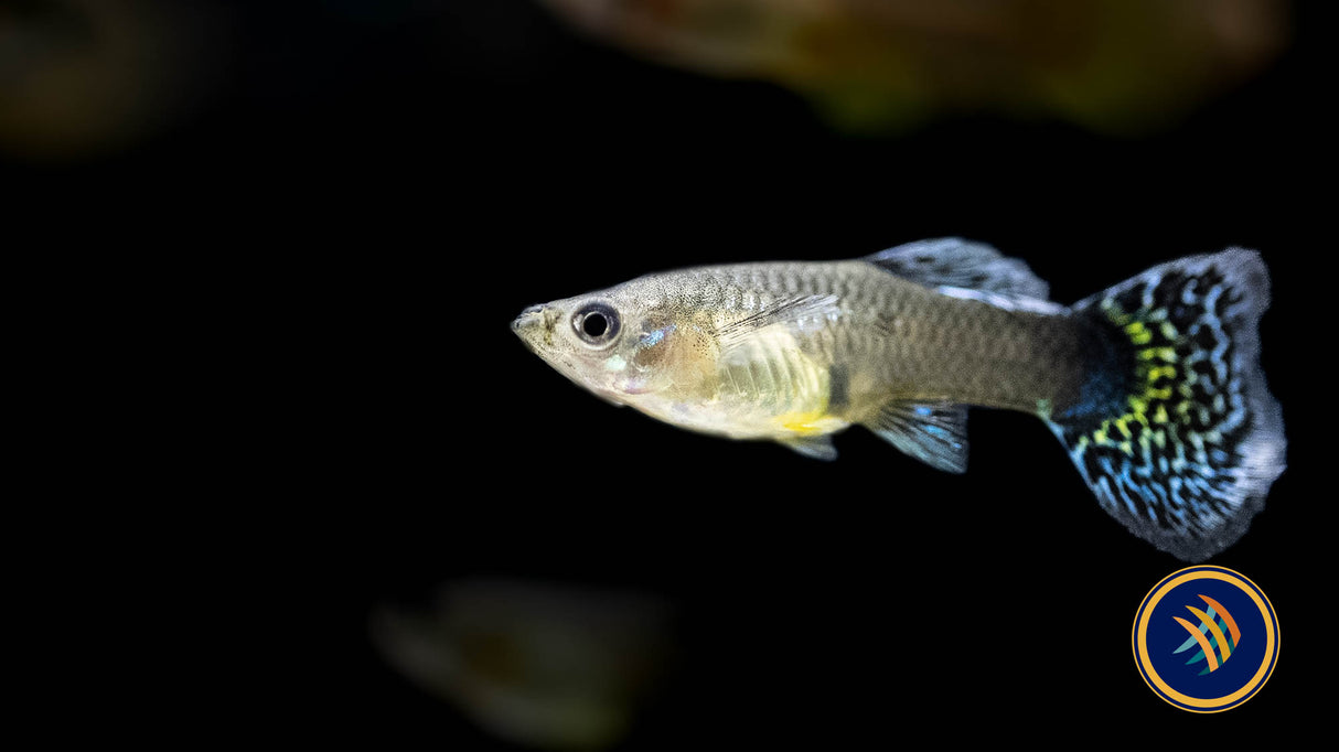 Fancy Guppy Female Assorted (Poecilia reticulata) | Livebearers | Largest Tropical Fish Selection at Your Local Fish Store