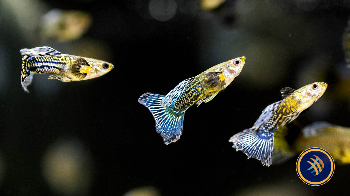 Fancy Guppy Pair Blue Dragon | Livebearers | Largest Tropical Fish Selection at Your Local Fish Store