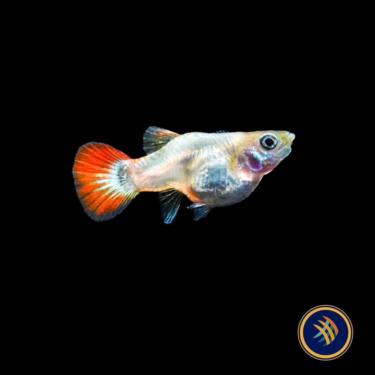 Fancy Guppy Pair Short-Body Royal Red & White