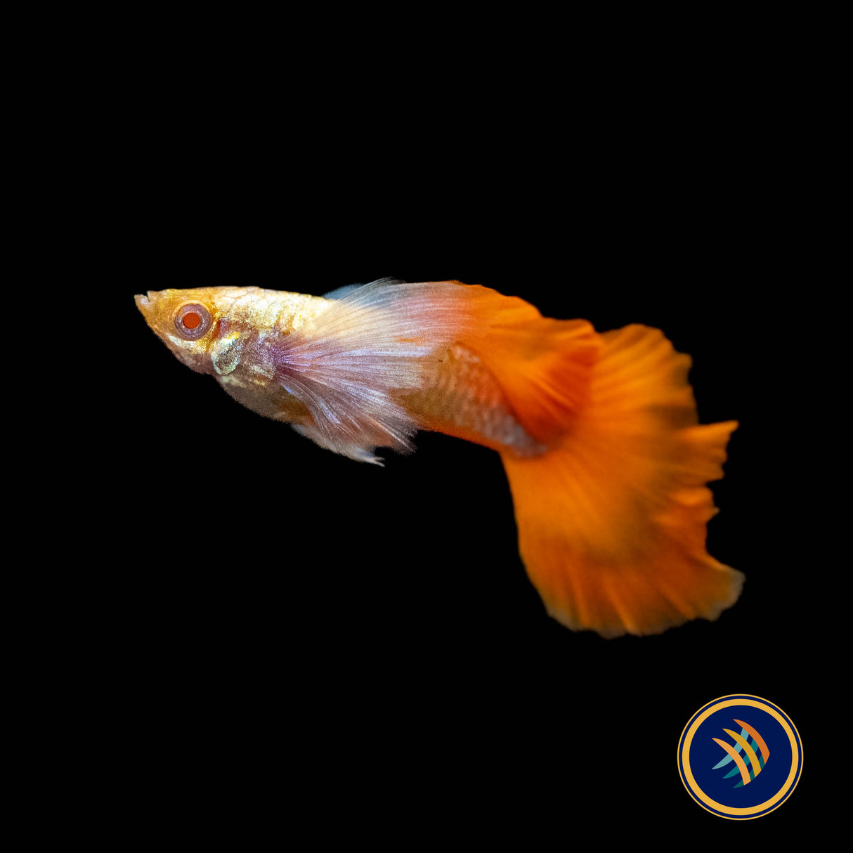 Fancy Guppy Pair Albino Dumbo Red Tail (Poecilia reticulata)