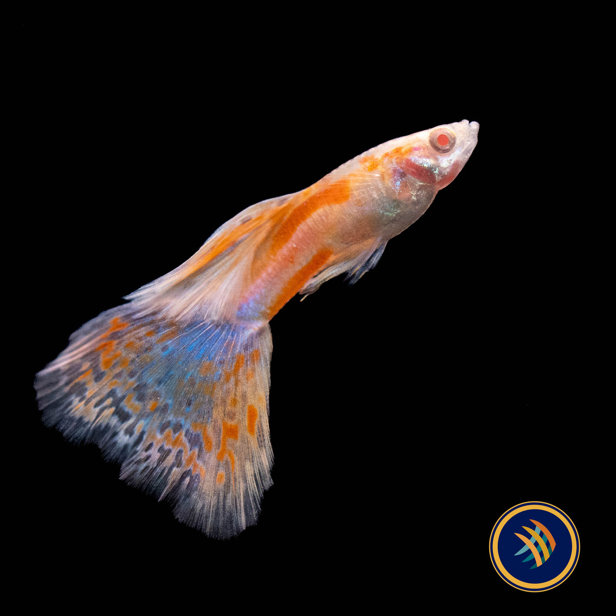 Fancy Guppy Pair Albino Pink Grass (Poecilia reticulata) | Livebearers | Largest Tropical Fish Selection at Your Local Fish Store