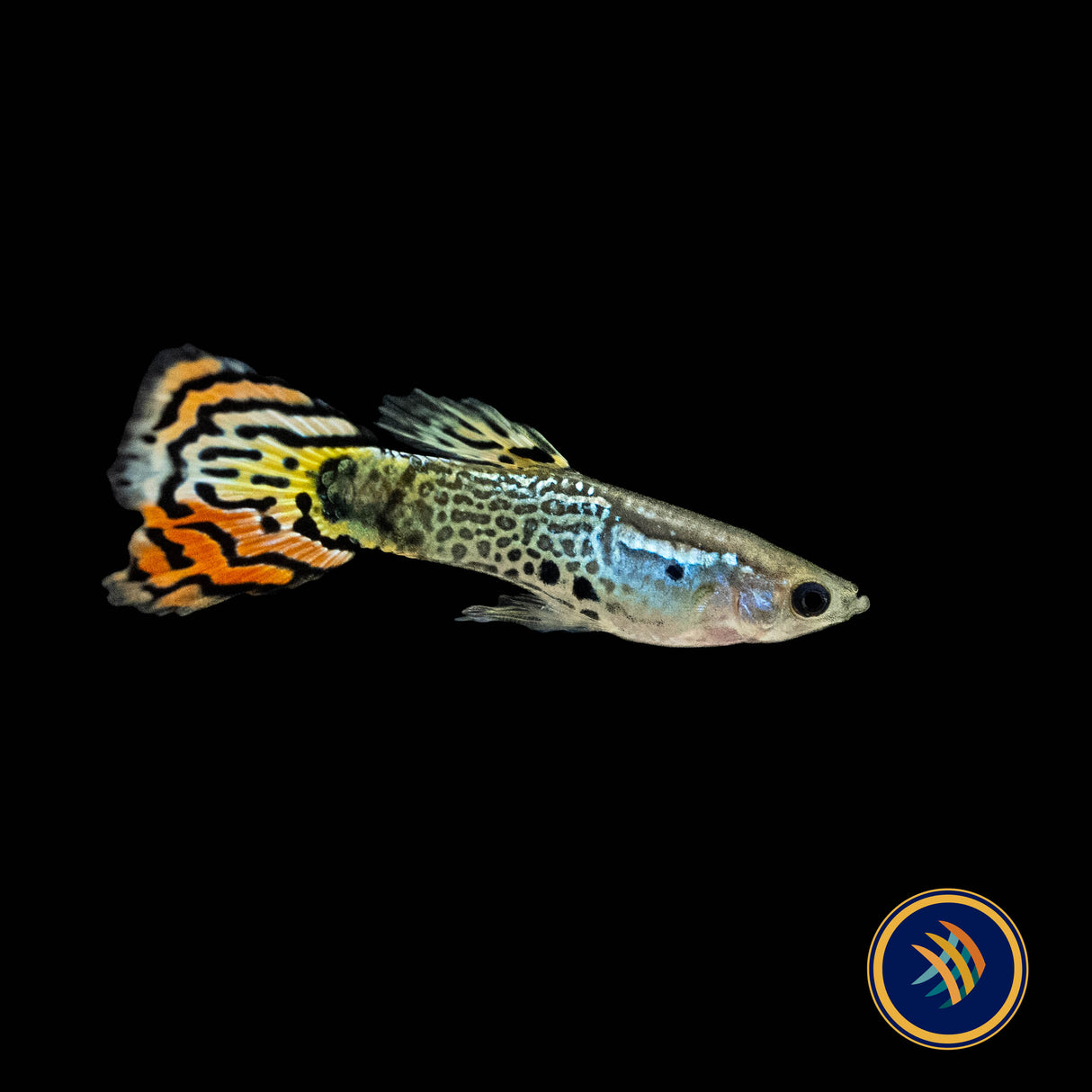 Fancy Guppy Pair Red Leopard (Poecilia reticulata)