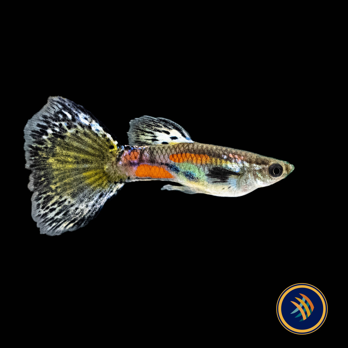 Fancy Guppy Pair - Haritha Black Rimmed Damsel (Poecilia reticulata) | Livebearers | Largest Tropical Fish Selection at Your Local Fish Store