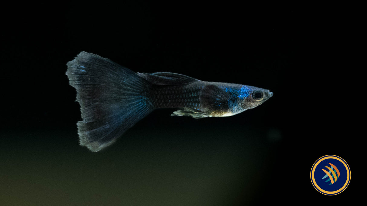 Fancy Guppy Pair Green Moscow (Poecilia reticulata) | Livebearers | Largest Tropical Fish Selection at Your Local Fish Store