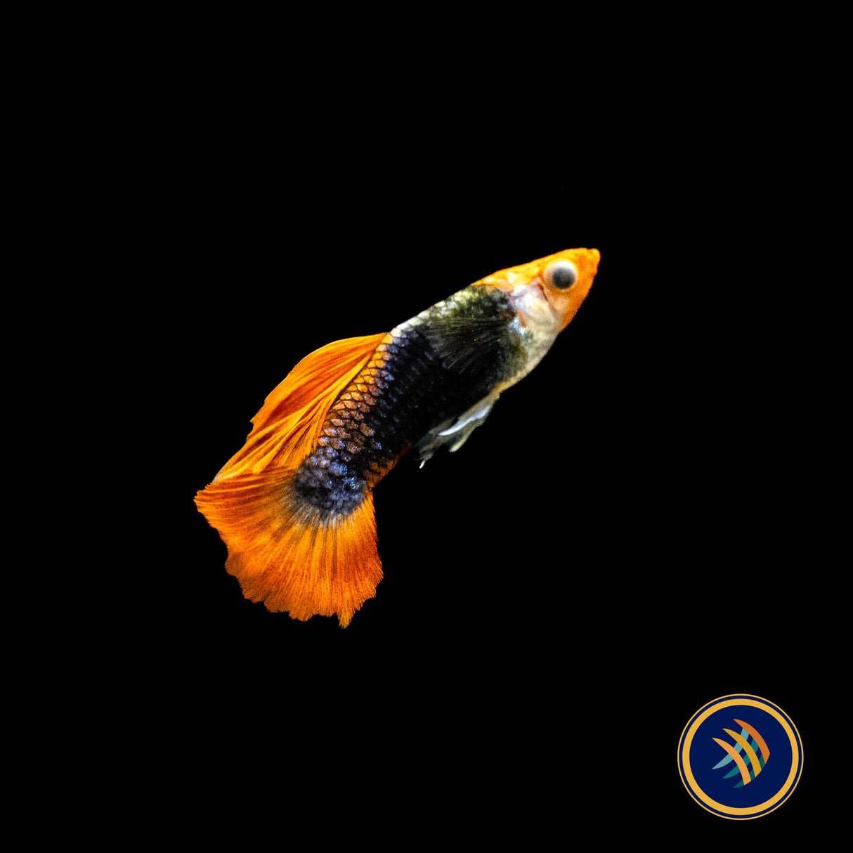 Fancy Guppy Pair Tuxedo Koi | Livebearers | Largest Tropical Fish Selection at Your Local Fish Store